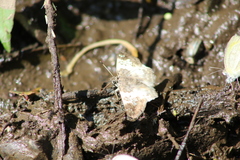 Polyctor cleta