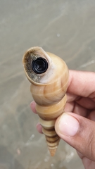 Turritella duplicata