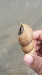 Turritella duplicata