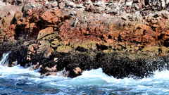 Spheniscus humboldti