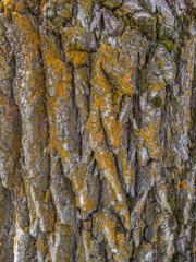 Salix × fragilis vitellina