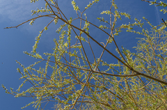 Salix × fragilis vitellina