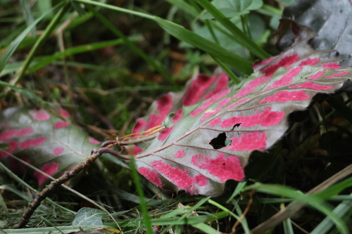 Beukenbladviltmijt, Hackness Grange, North Yorkshire, UK, photo 7 of 10