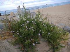 Cakile maritima euxina