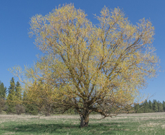 Salix × fragilis vitellina