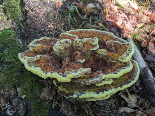 New World Dyer's Polypore