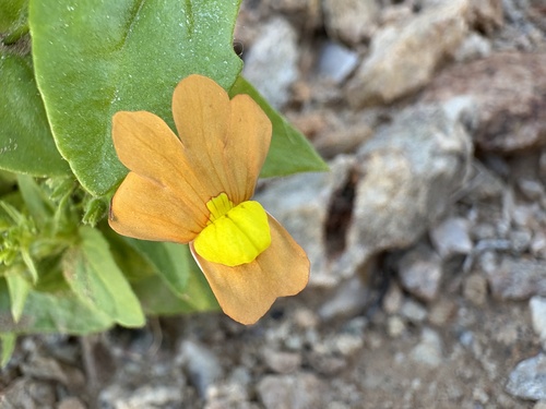 Richtersveld Lionface (Nemesia williamsonii)