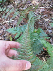 Dryopteris formosana