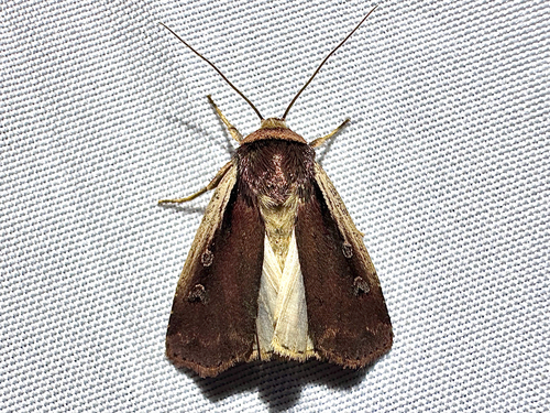 Flame-shouldered Dart photo 6