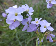Cakile maritima euxina