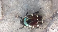 Amithao decemguttatus