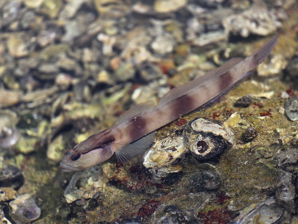 Bareheaded shrimpgoby (Amblyeleotris gymnocephala) — Gobiidae