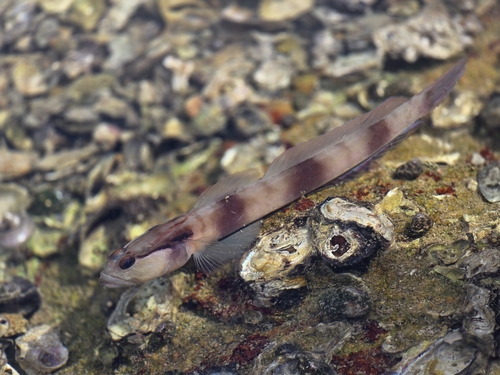 Bareheaded shrimpgoby (Amblyeleotris gymnocephala) — Gobiidae