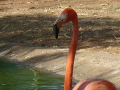 Phoenicopteridae