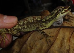 Anolis lyra