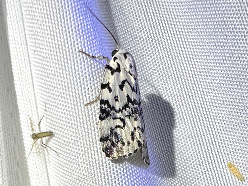 Hebrew Moth photo 4
