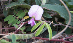 Tephrosia cinerea