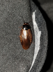 Pycnoscelus indicus