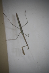 Mantidae