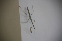 Mantidae