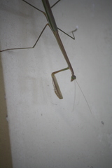 Mantidae