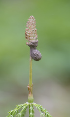Liocranidae