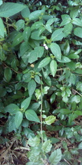 Acanthaceae