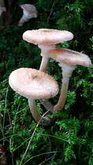 Armillaria cepistipes
