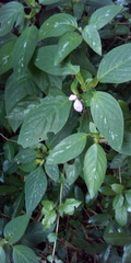 Acanthaceae