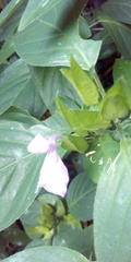 Acanthaceae