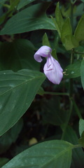 Acanthaceae