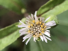 Eclipta prostrata