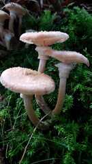 Armillaria cepistipes