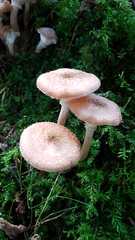 Armillaria cepistipes