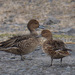 Eaton's Pintail - Photo (c) admss, some rights reserved (CC BY-NC), uploaded by admss