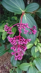 Medinilla speciosa
