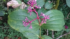 Medinilla speciosa