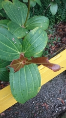 Medinilla speciosa