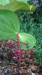 Medinilla speciosa