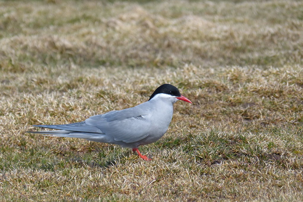 Kerguelen Tern photo