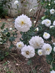 Chrysanthemum