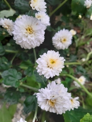 Chrysanthemum