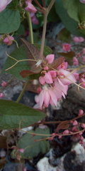 Antigonon leptopus