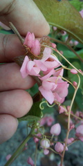 Antigonon leptopus