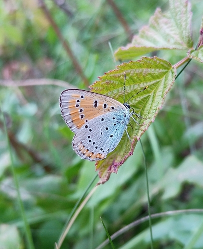 Large Copper