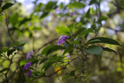 Brunfelsia plowmaniana (Brunfelsia plowmaniana)