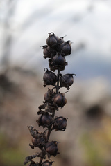 Dasistoma macrophylla