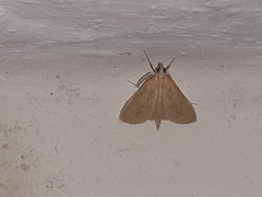 Ecpyrrhorrhoe damastesalis