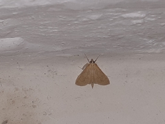 Ecpyrrhorrhoe damastesalis