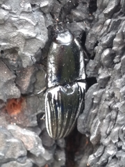 Chalcolepidius approximatus